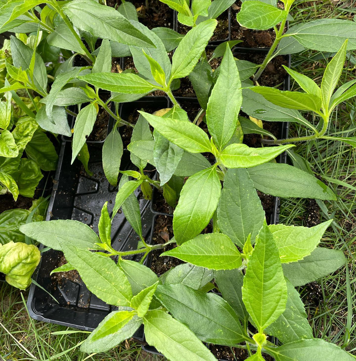 tray of jersusalem artichokes about one month old from seed, image 2 of 2