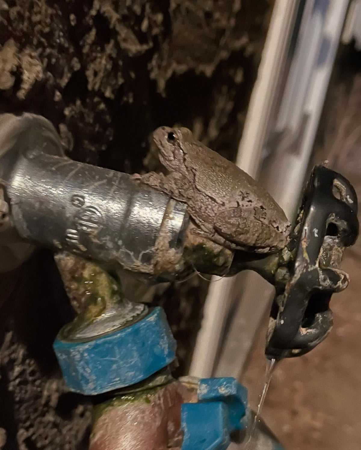 tree frogs find funny places to hang out #treefrog, image 1 of 2