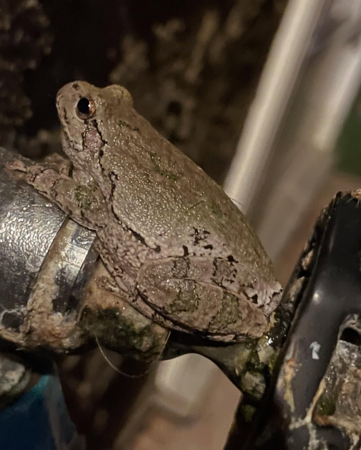 tree frogs find funny places to hang out #treefrog, image 2 of 2