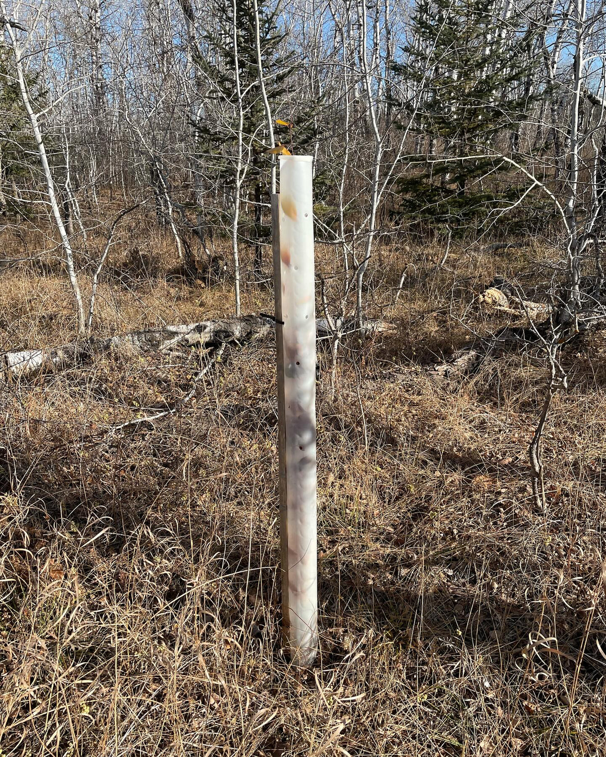 tree tubes are cool, they create a micro climate while protecting from deer rabbits mice, image 1 of 6
