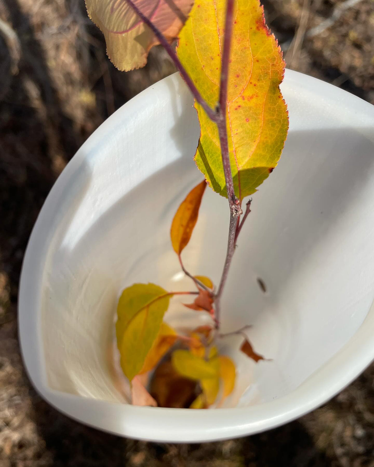 tree tubes are cool, they create a micro climate while protecting from deer rabbits mice, image 2 of 6