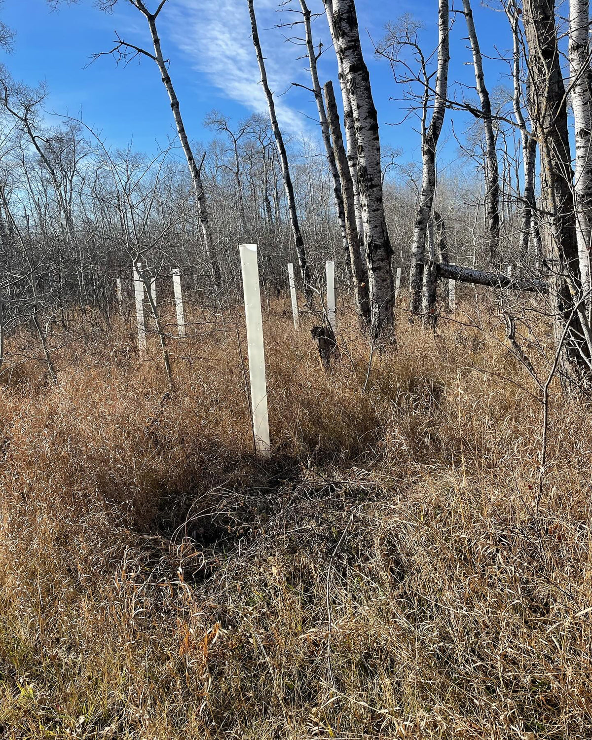 tree tubes are cool, they create a micro climate while protecting from deer rabbits mice, image 3 of 6