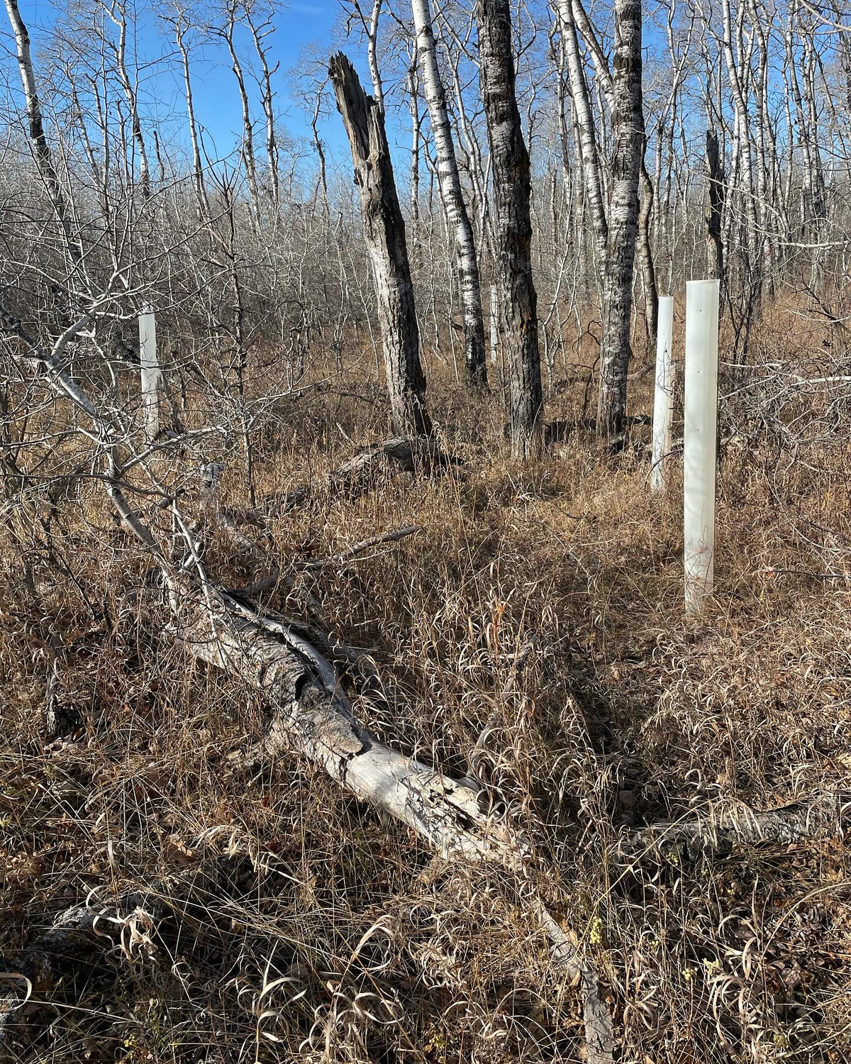 tree tubes are cool, they create a micro climate while protecting from deer rabbits mice, image 5 of 6