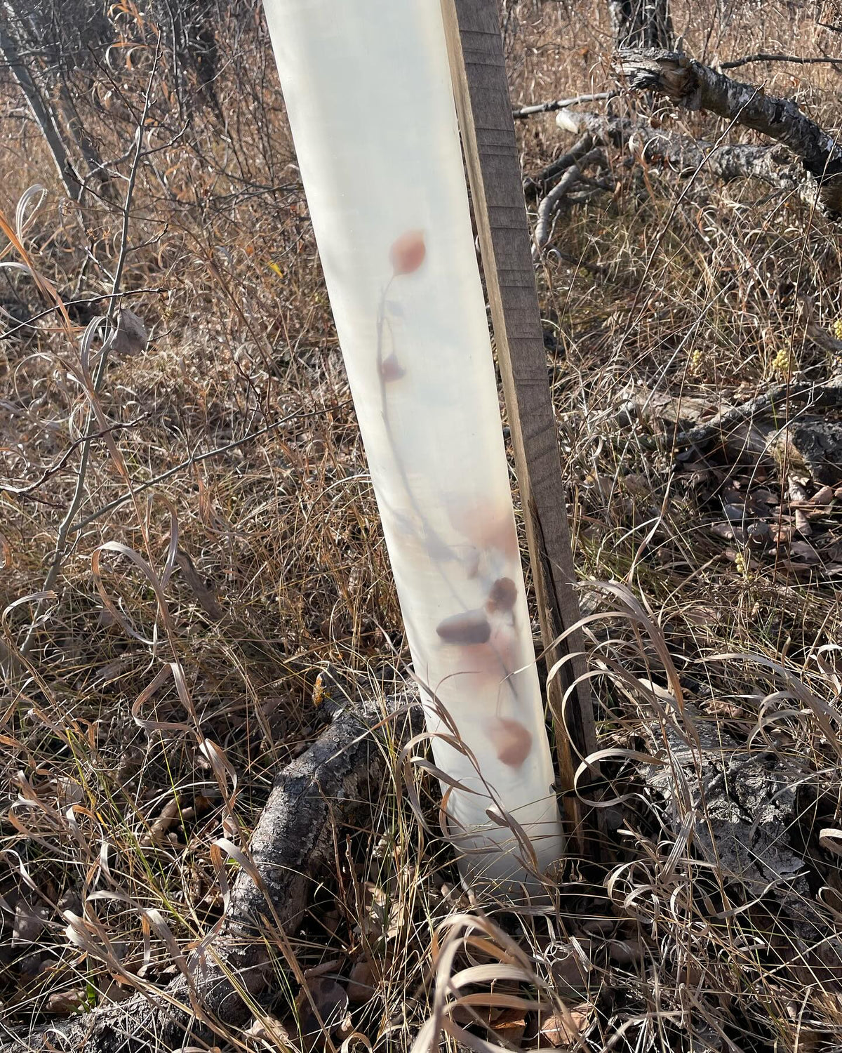 tree tubes are cool, they create a micro climate while protecting from deer rabbits mice, image 6 of 6