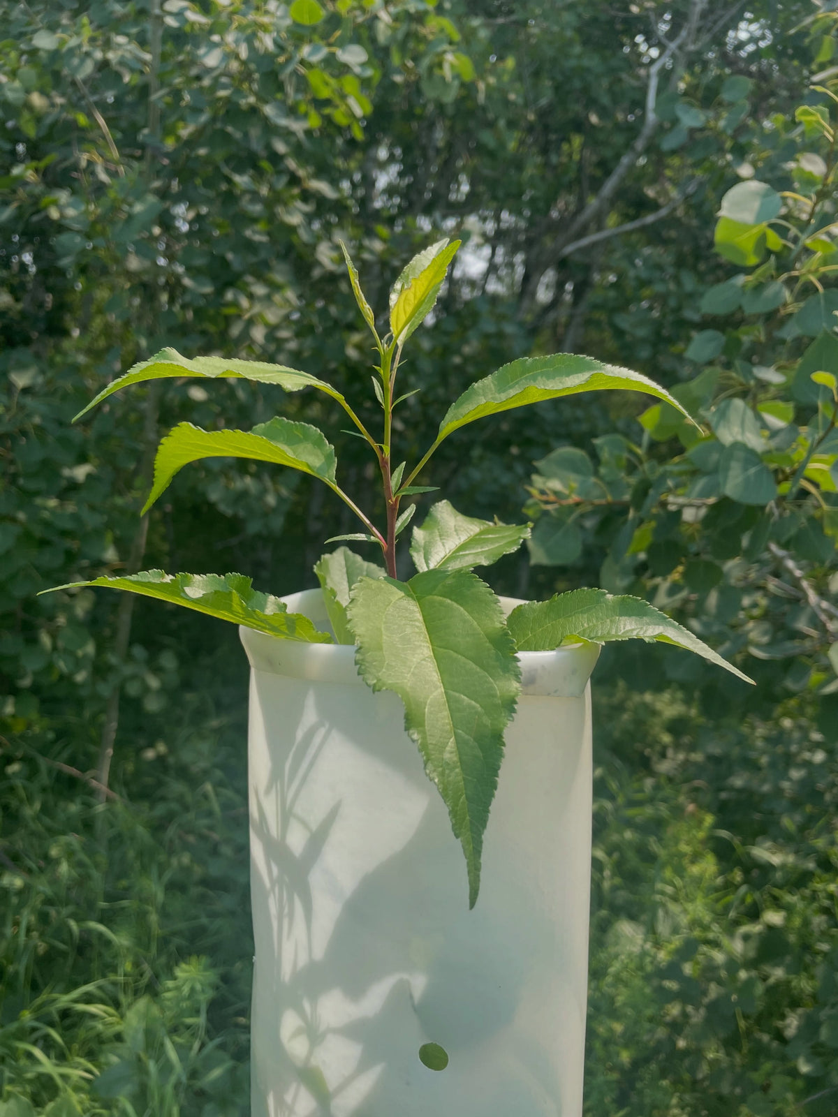 tree tubes are like a mini greenhouse that protects the tree from deer and rabbits, but also forces the growth upward, image 1 of 2