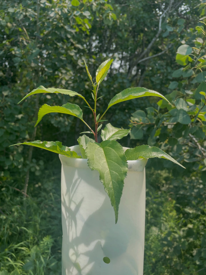 tree tubes are like a mini greenhouse that protects the tree from deer and rabbits, but also forces the growth upward, image 1 of 2