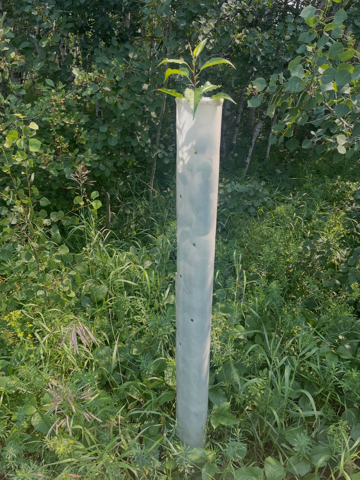 tree tubes are like a mini greenhouse that protects the tree from deer and rabbits, but also forces the growth upward, image 2 of 2