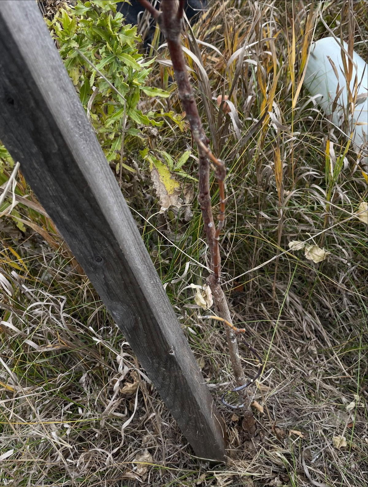 tree tubes can fill up with grass, helped out in this area today @assiniboinefoodforest to clear the grass, trim a bit, image 3 of 4