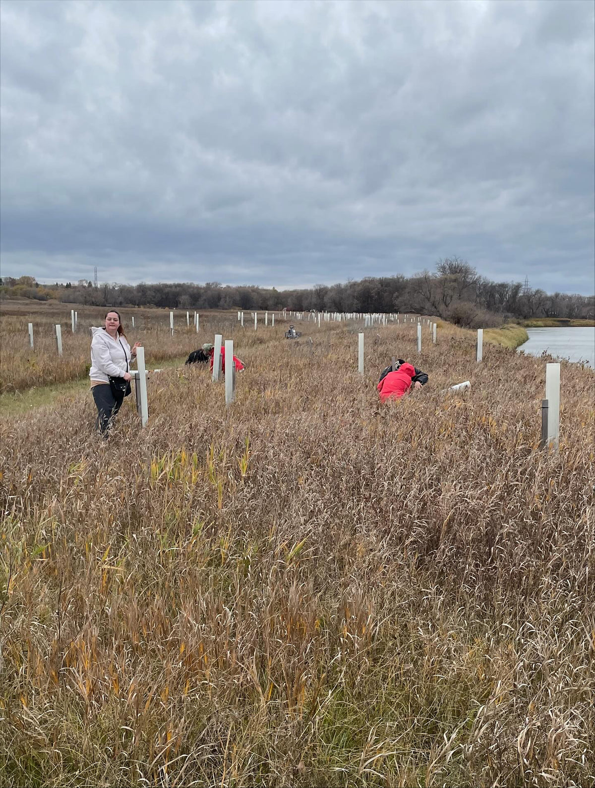 tree tubes can fill up with grass, helped out in this area today @assiniboinefoodforest to clear the grass, trim a bit, image 4 of 4