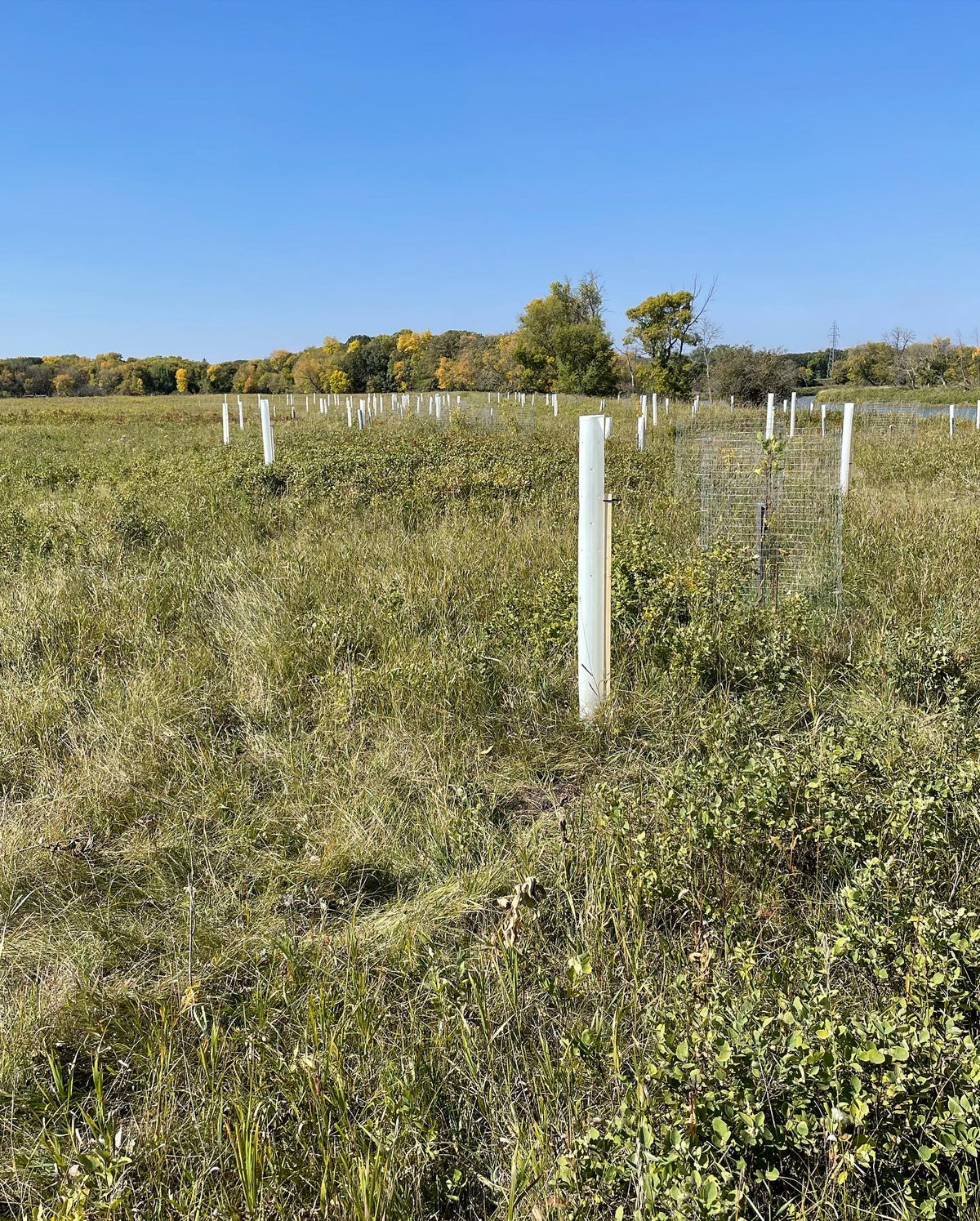 tree tubing and caging as an ongoing project protect volunteer seedlings from deer and help the trees reestablish along, image 3 of 4