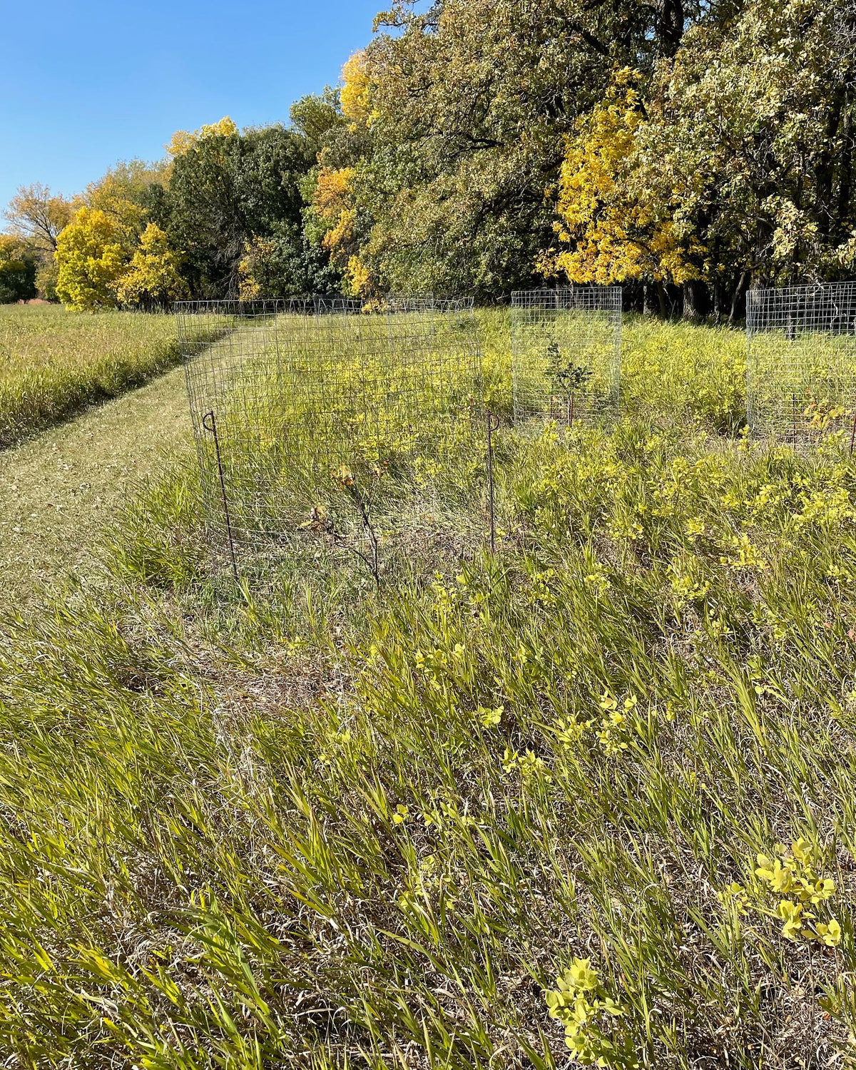 tree tubing and caging as an ongoing project protect volunteer seedlings from deer and help the trees reestablish along, image 4 of 4