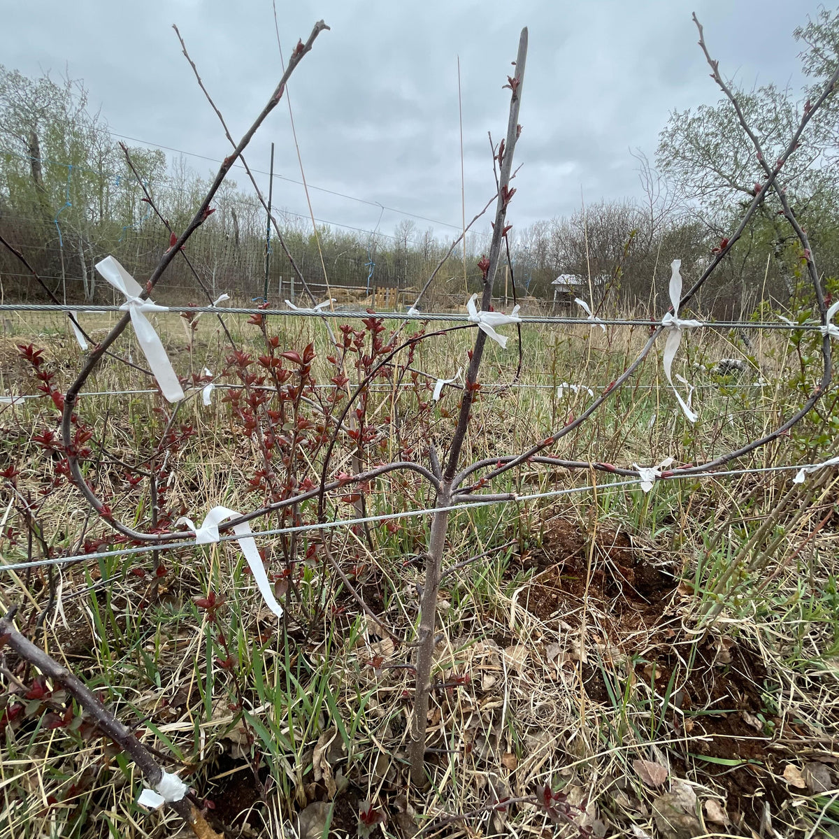 trellised apples, a project to work over this old stool bed into something cool, a gene bank of cultivars, a store, image 1 of 4