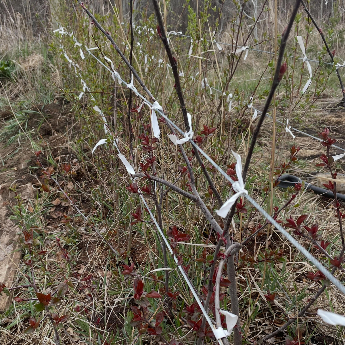 trellised apples, a project to work over this old stool bed into something cool, a gene bank of cultivars, a store, image 2 of 4