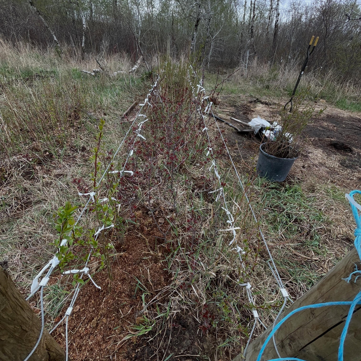 trellised apples, a project to work over this old stool bed into something cool, a gene bank of cultivars, a store, image 3 of 4