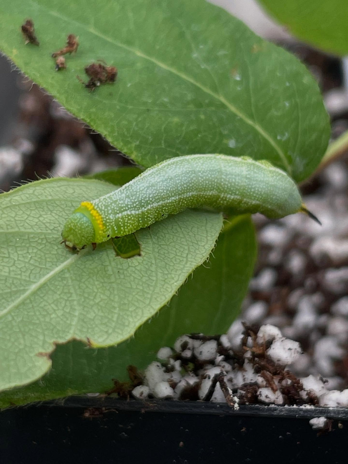 trimming up haskap cuttings, this guy was hiding in the leaves, image 2 of 2
