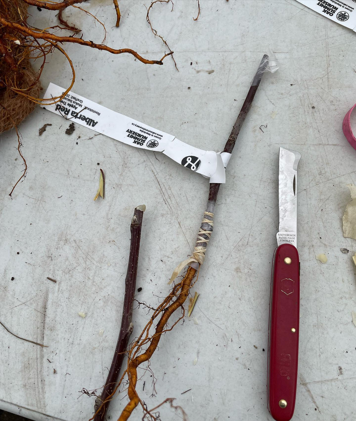 trying a few of these, apple root grafts using a 4”length of root onto a 6” scion, the union buried and with this method