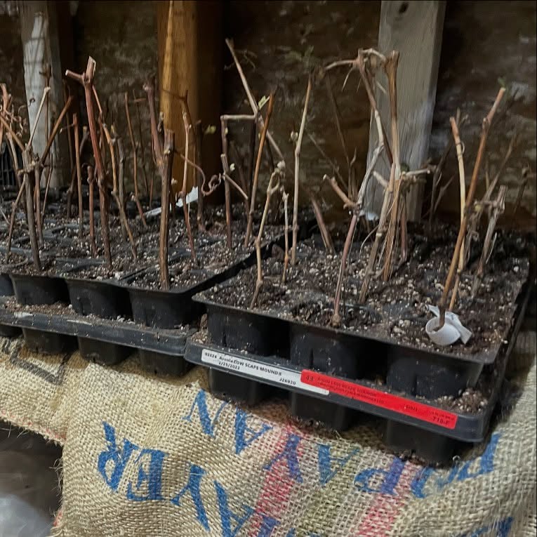 trying grape cuttings like this, in our root cellar where it's a bit cool and quite damp