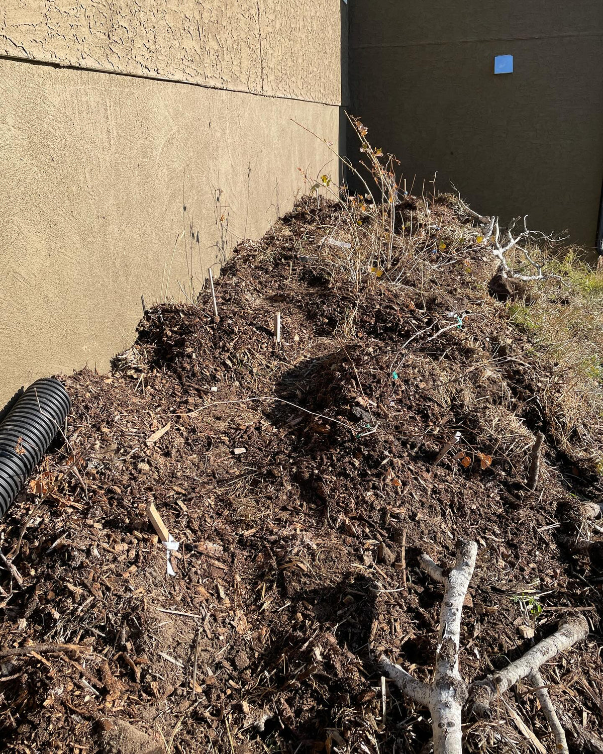 trying grapes in this sunny spot against a stucco wall, image 1 of 3