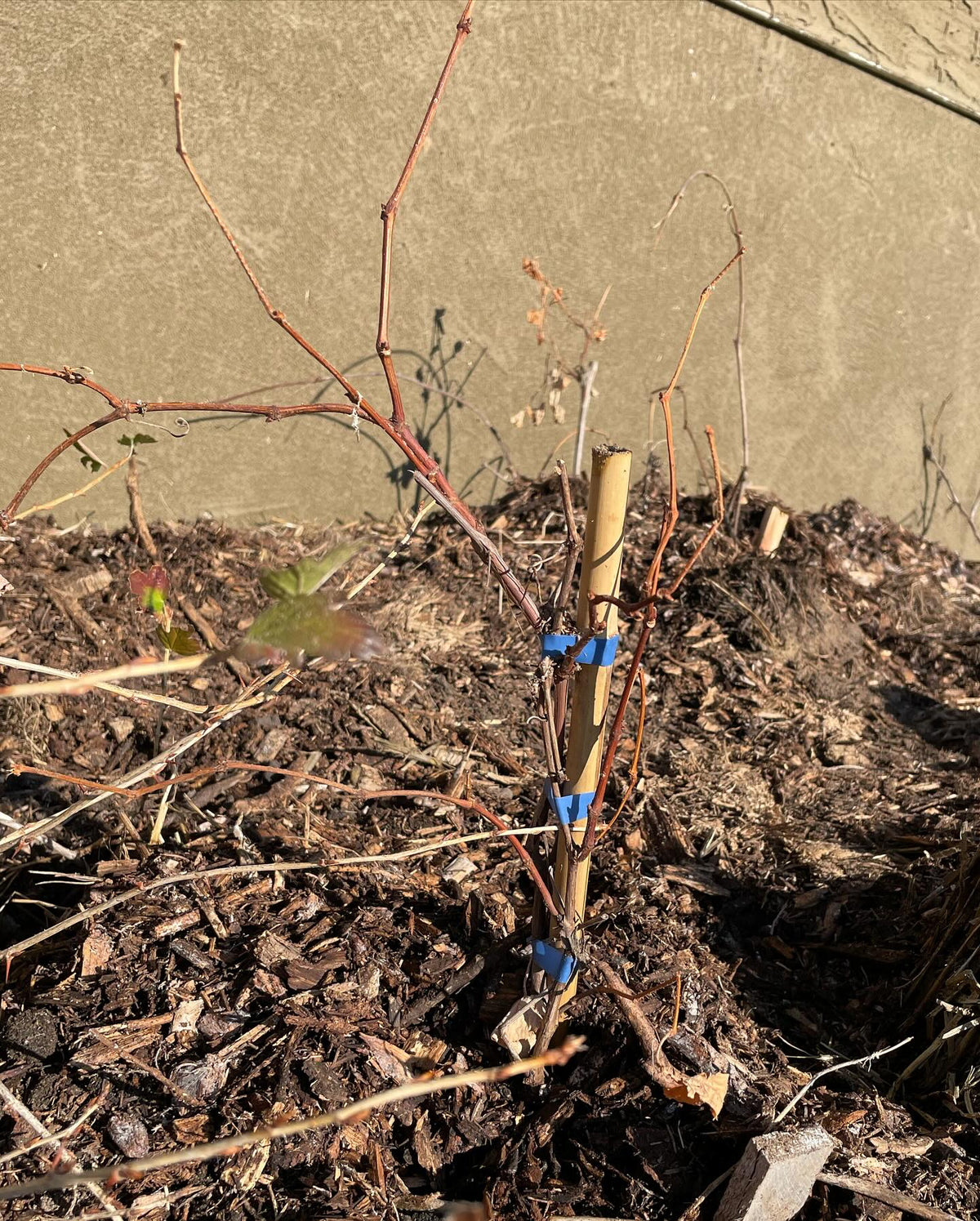 trying grapes in this sunny spot against a stucco wall, image 2 of 3
