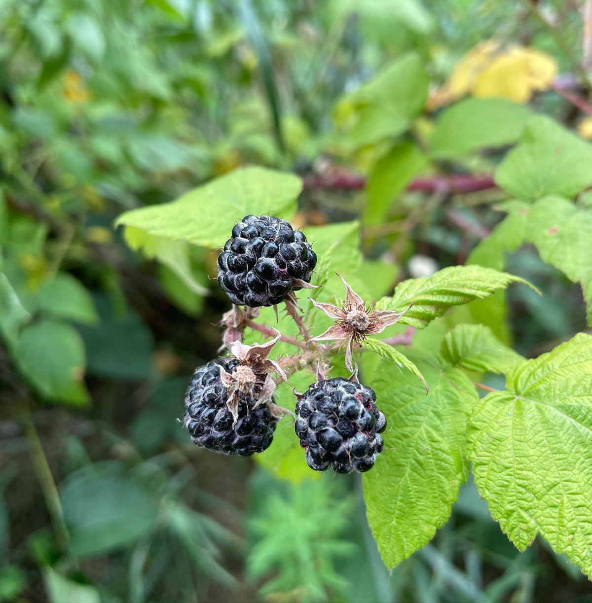 trying out jewel black raspberry cuttings from the canes that just fruited, image 1 of 2