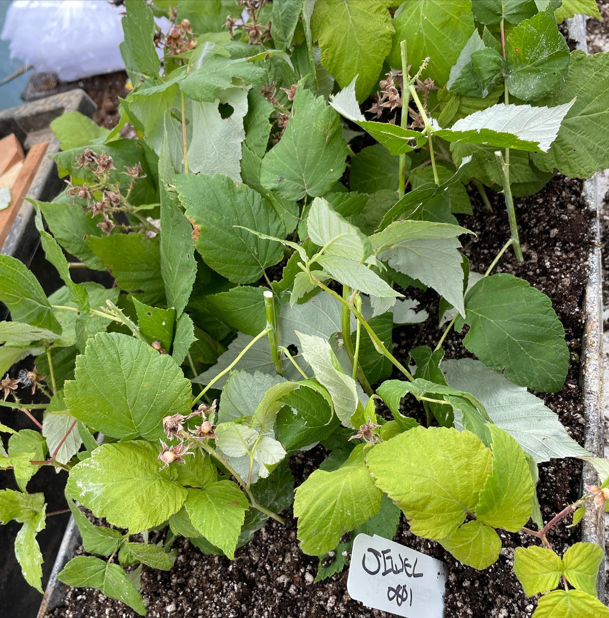 trying out jewel black raspberry cuttings from the canes that just fruited, image 2 of 2