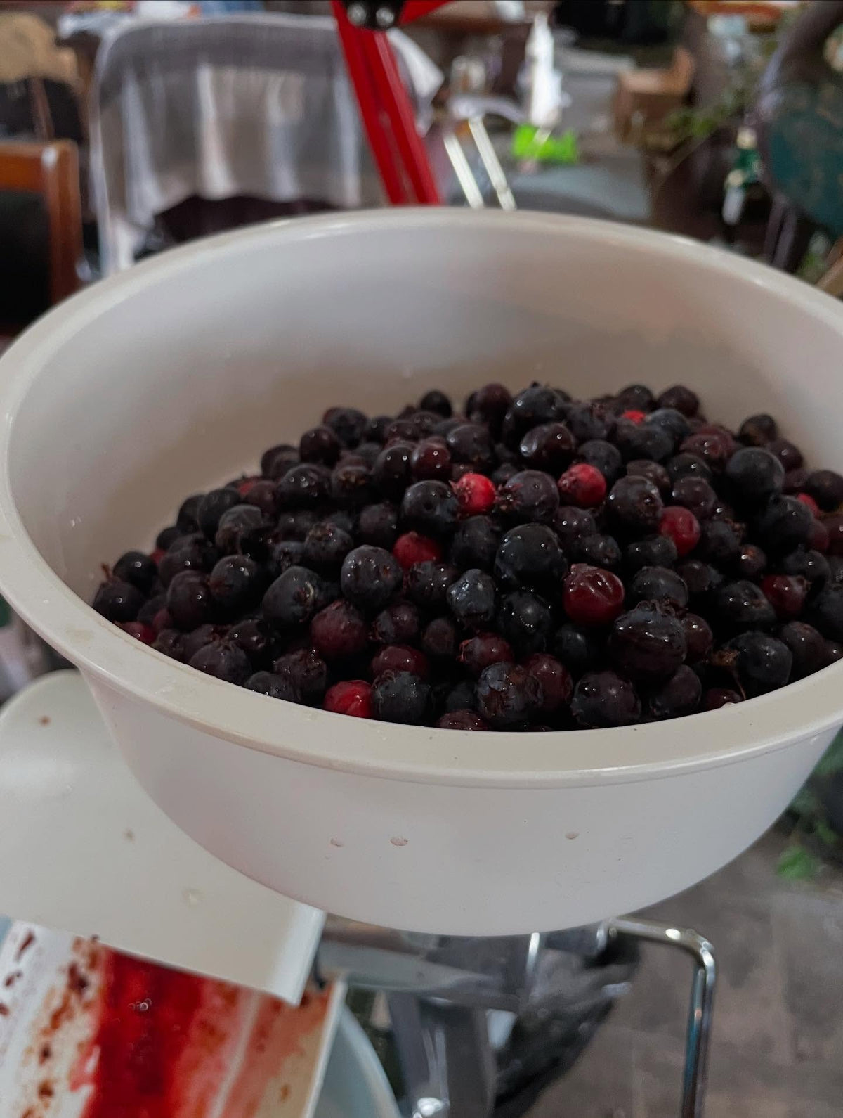trying out this machine for extracting pulp from berries and separating the seeds, image 2 of 2