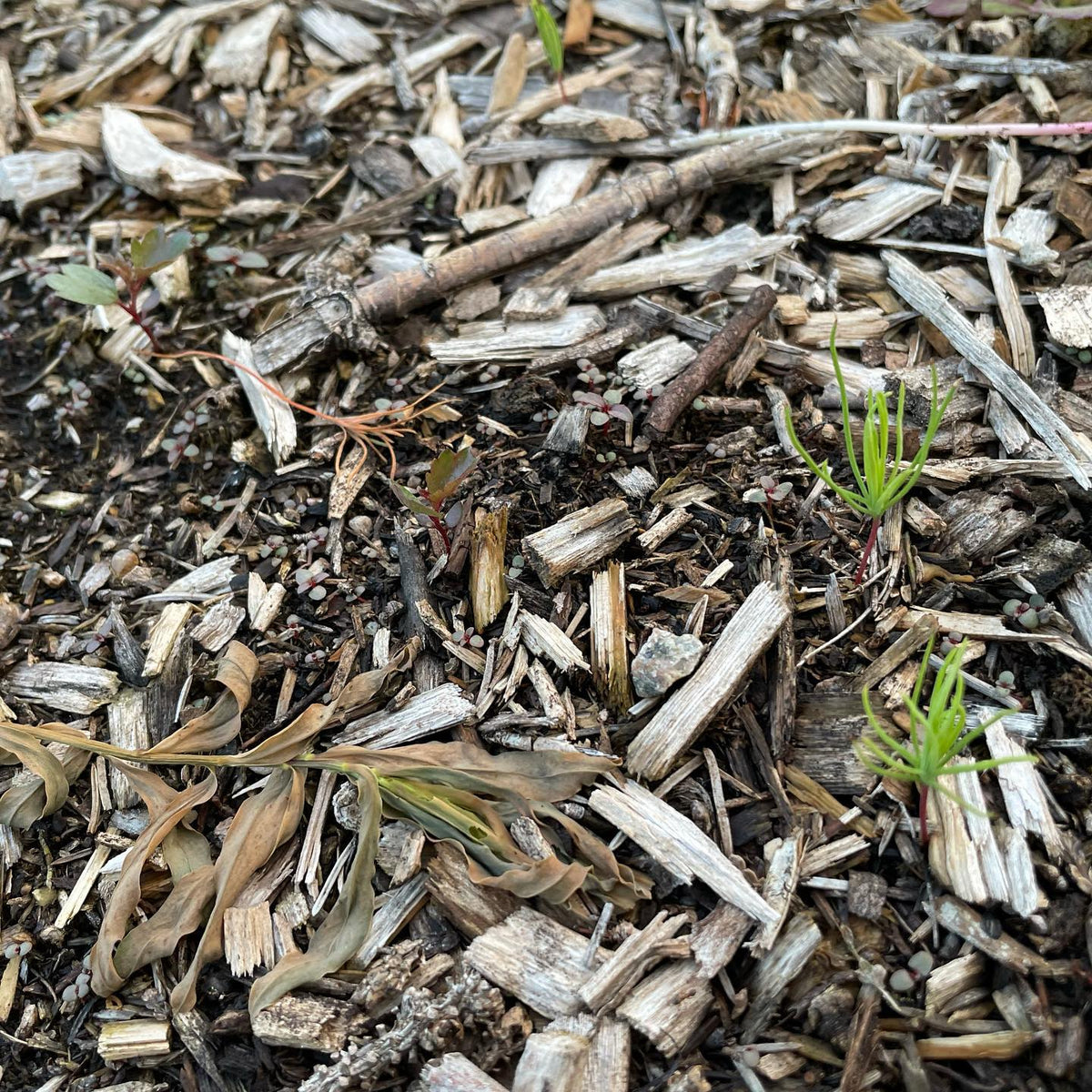 trying some succession in our nursery beds