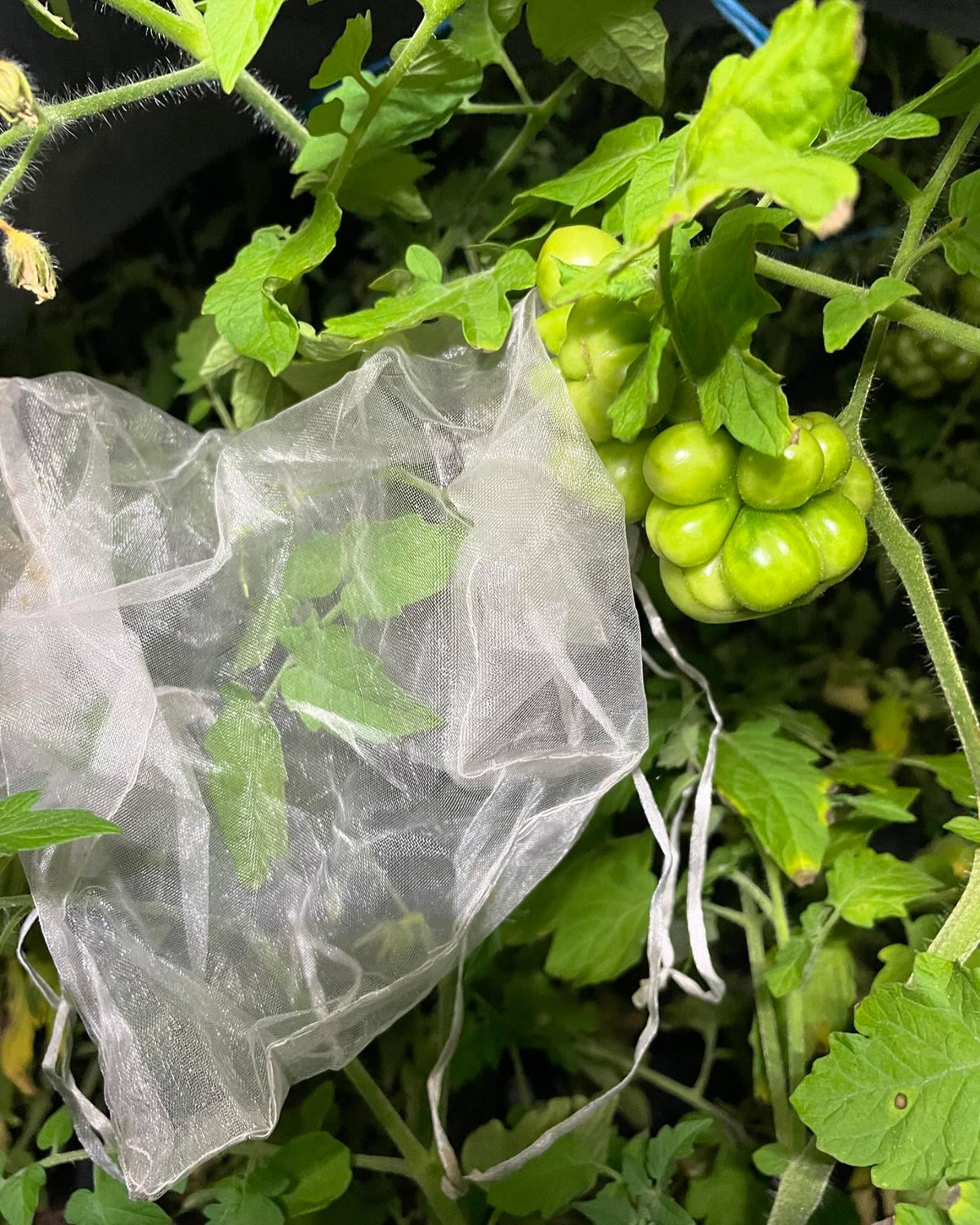 trying some tomato crosses, image 1 of 2