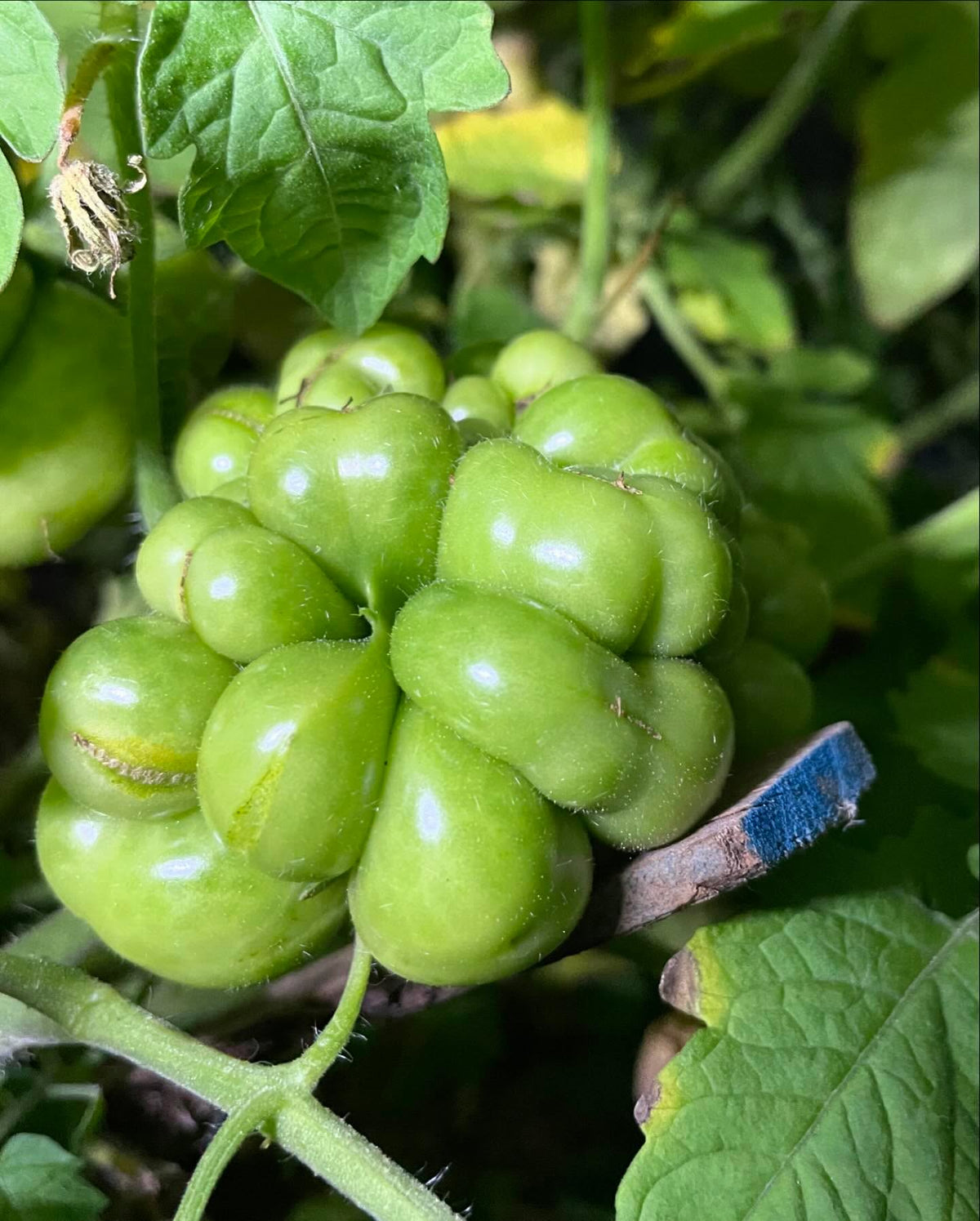 trying some tomato crosses, image 2 of 2