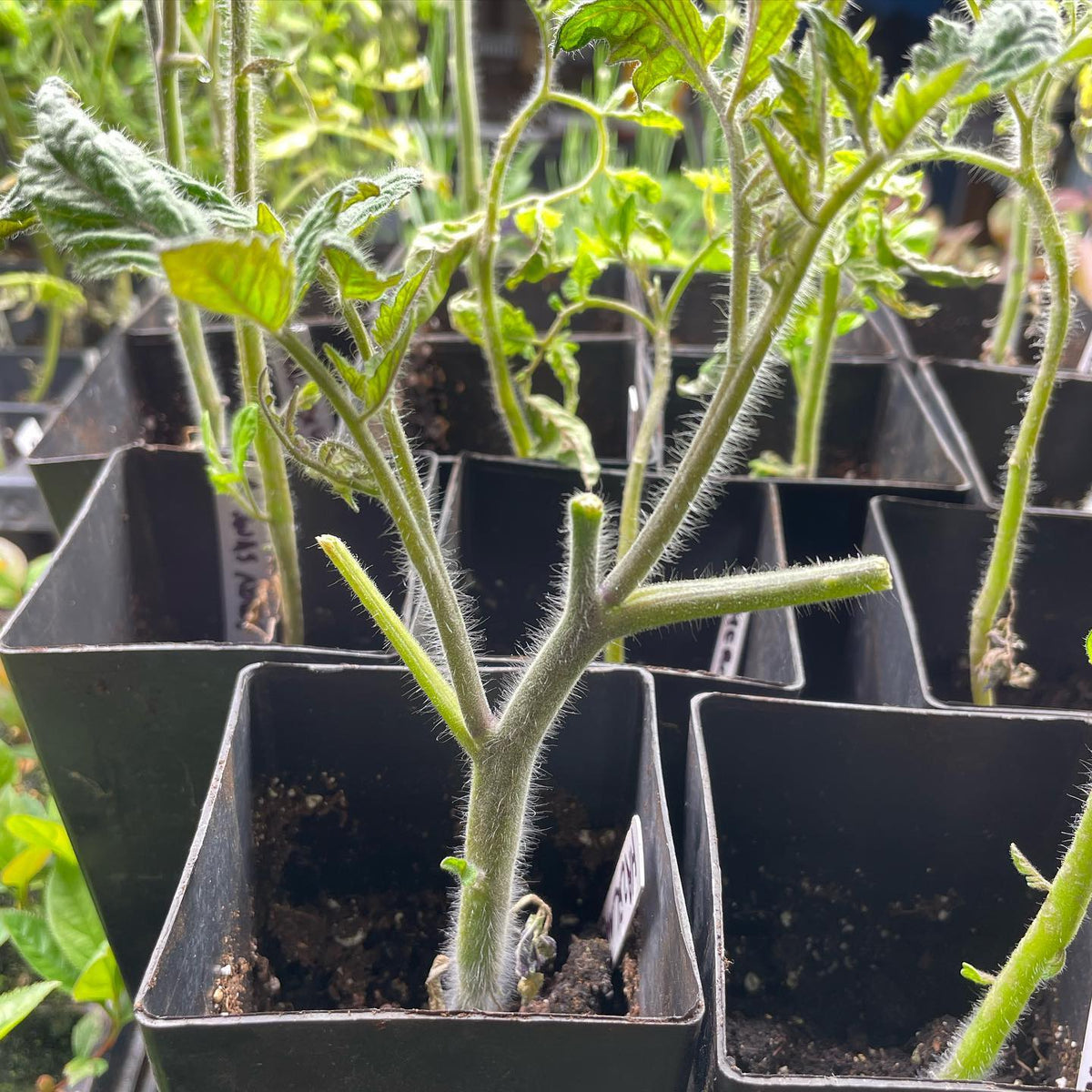 trying something new with tomatoes this year, going to keep them topped low in pots for 12 weeks
