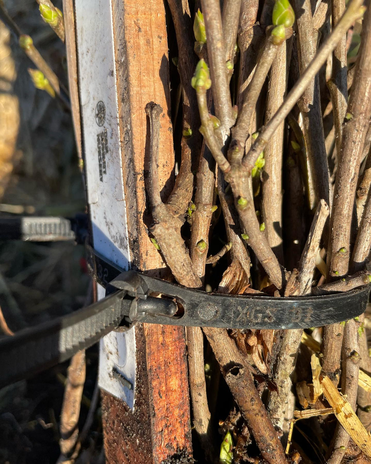 trying these re-closable zip ties to bundle trees