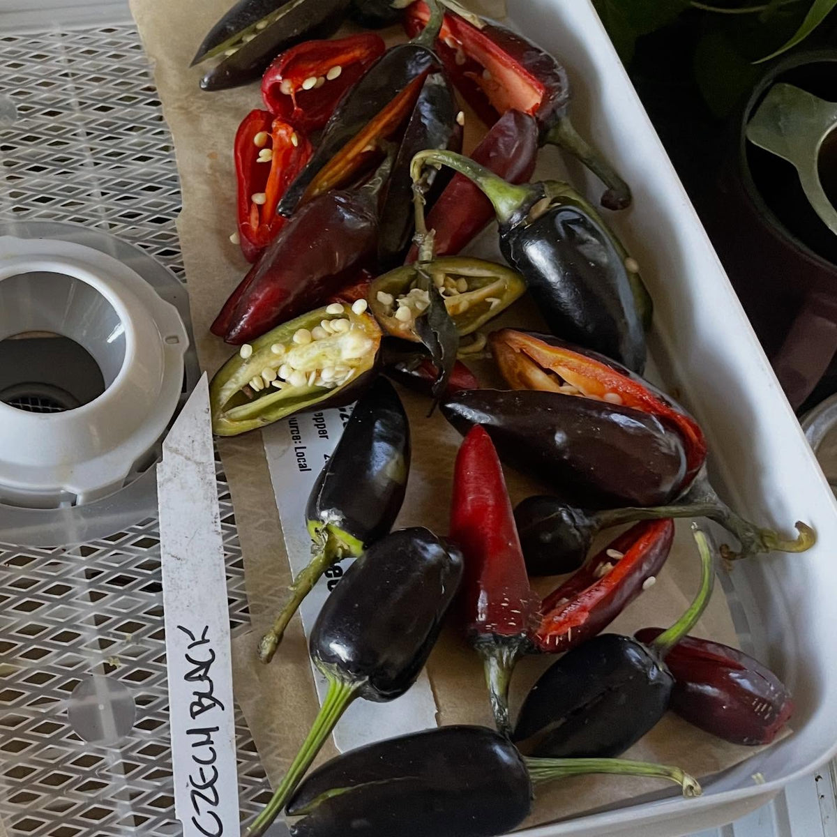trying this out, drying peppers for seed extraction in halves