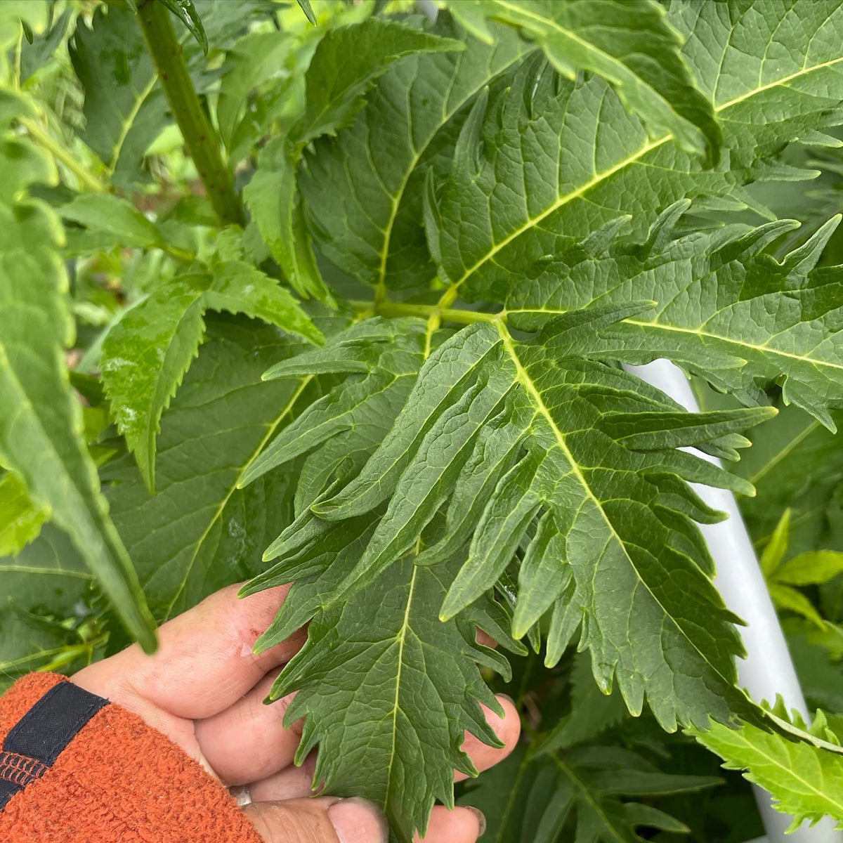 trying to figure out if this is a cut leaf elderberry or a European red elderberry, or some other cultivar, image 1 of 2