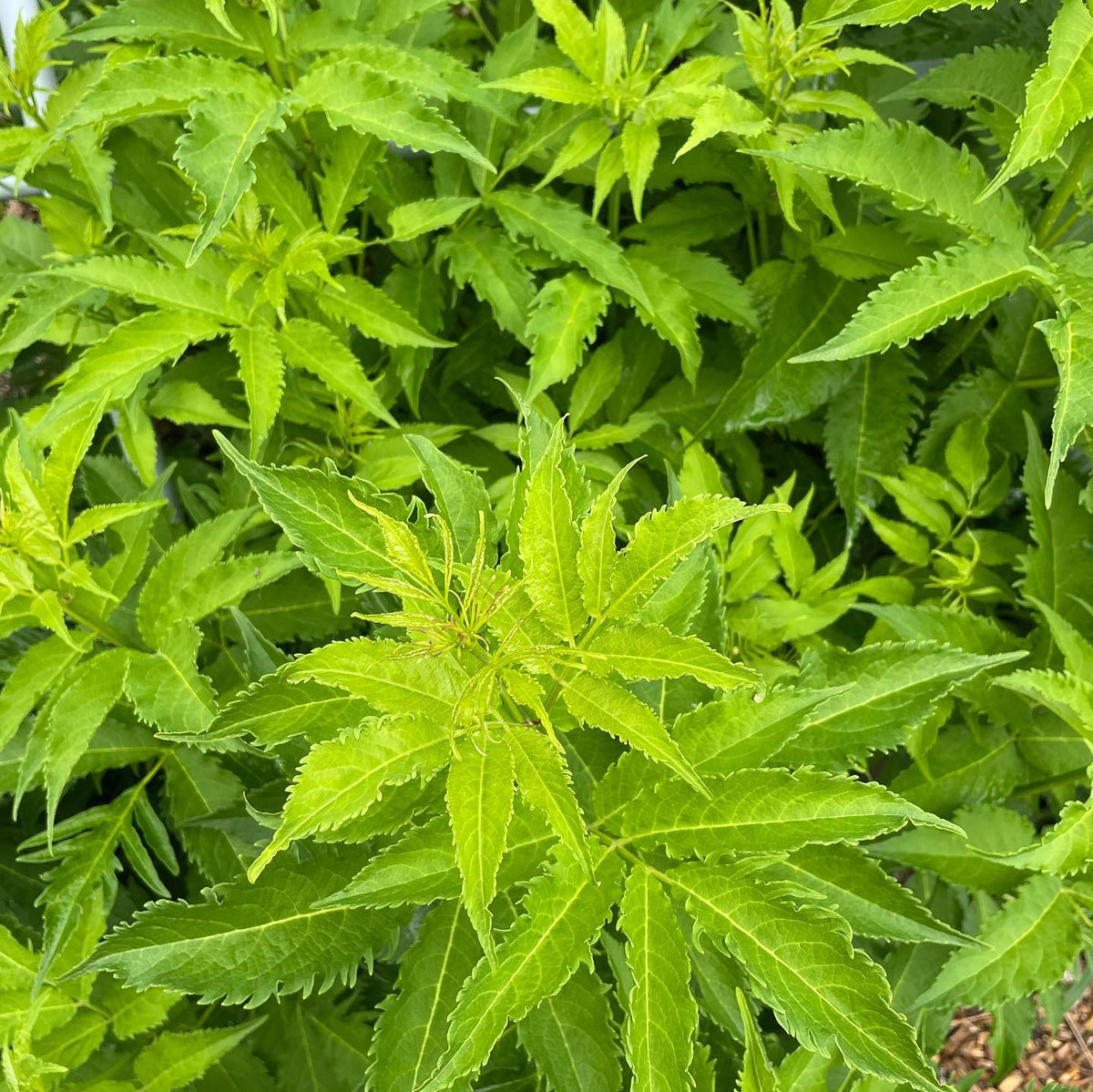 trying to figure out if this is a cut leaf elderberry or a European red elderberry, or some other cultivar, image 2 of 2