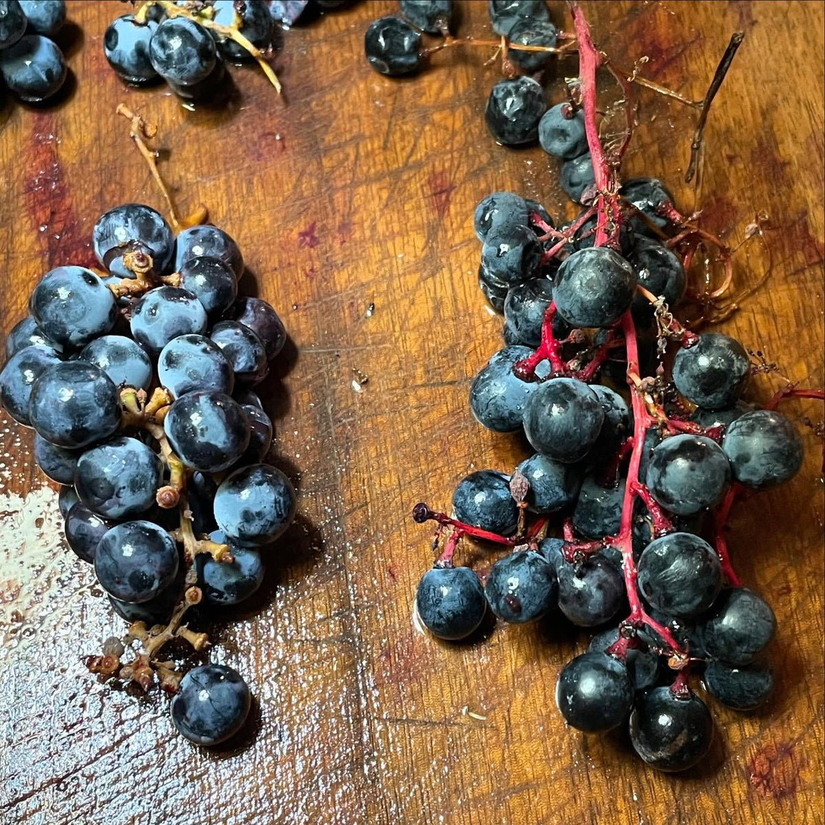 trying to id these grapes, image 2 of 2