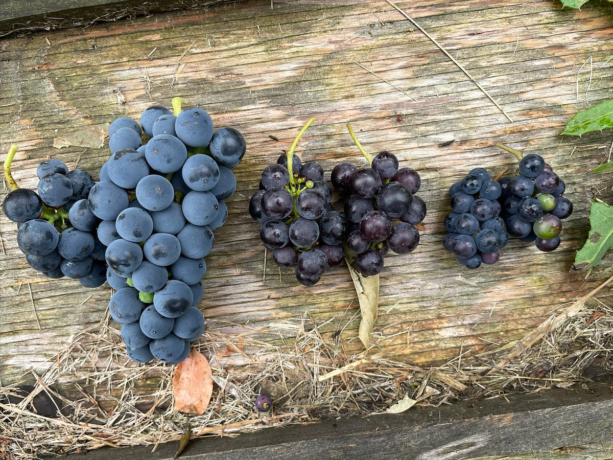 trying to identify grapes on the left, center is Beta from a young vine, right is riparia or wild grapes, and left