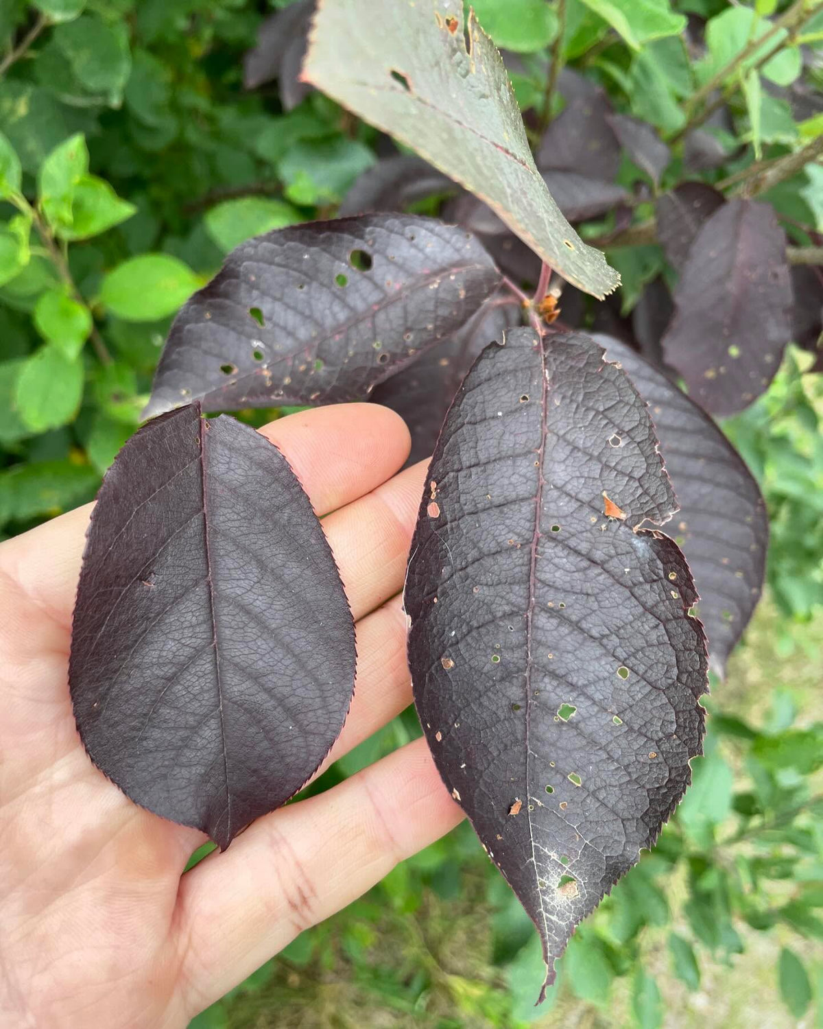 two chokecherry cultivars, first one is lee red, second is probably Schubert, image 2 of 2
