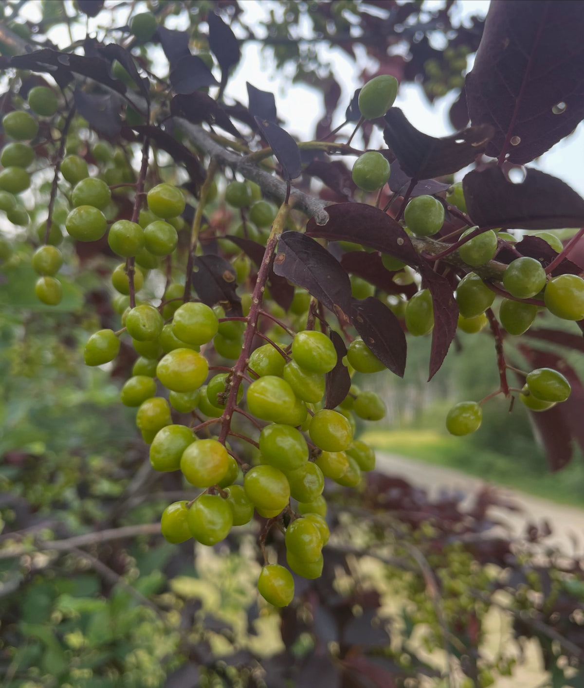 two red/purple leafed chokecherry selections, image 1 of 5