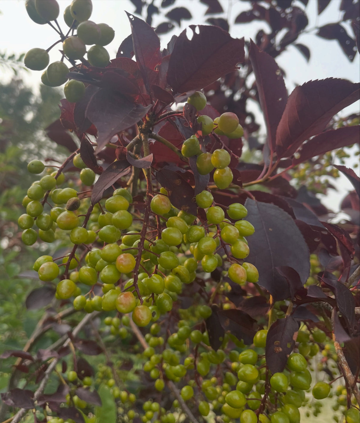 two red/purple leafed chokecherry selections, image 2 of 5