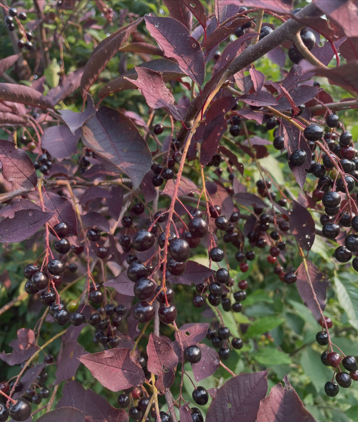 two red/purple leafed chokecherry selections, image 3 of 5