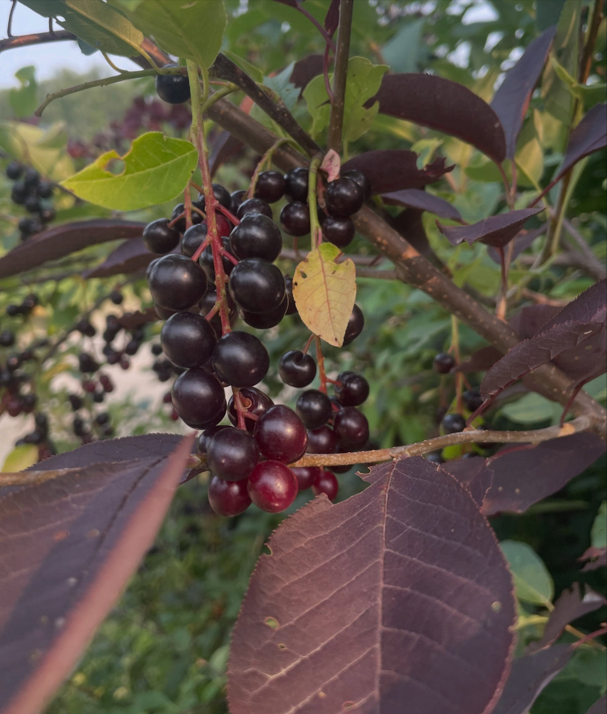two red/purple leafed chokecherry selections, image 4 of 5