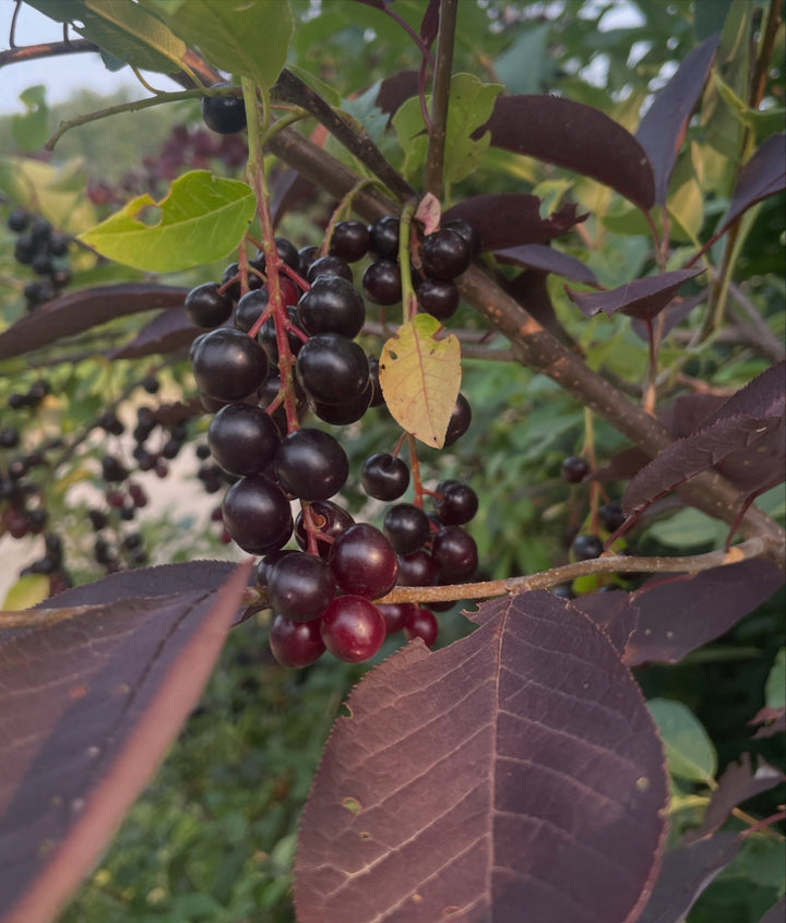 two red/purple leafed chokecherry selections, image 4 of 5