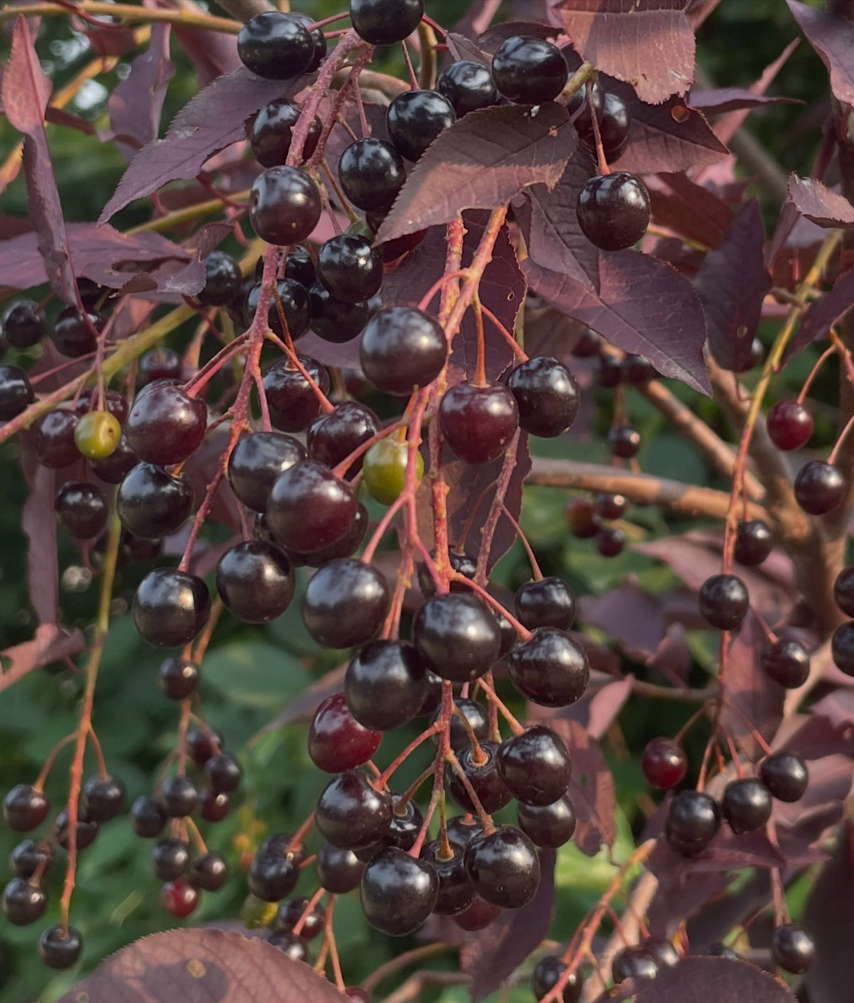 two red/purple leafed chokecherry selections, image 5 of 5