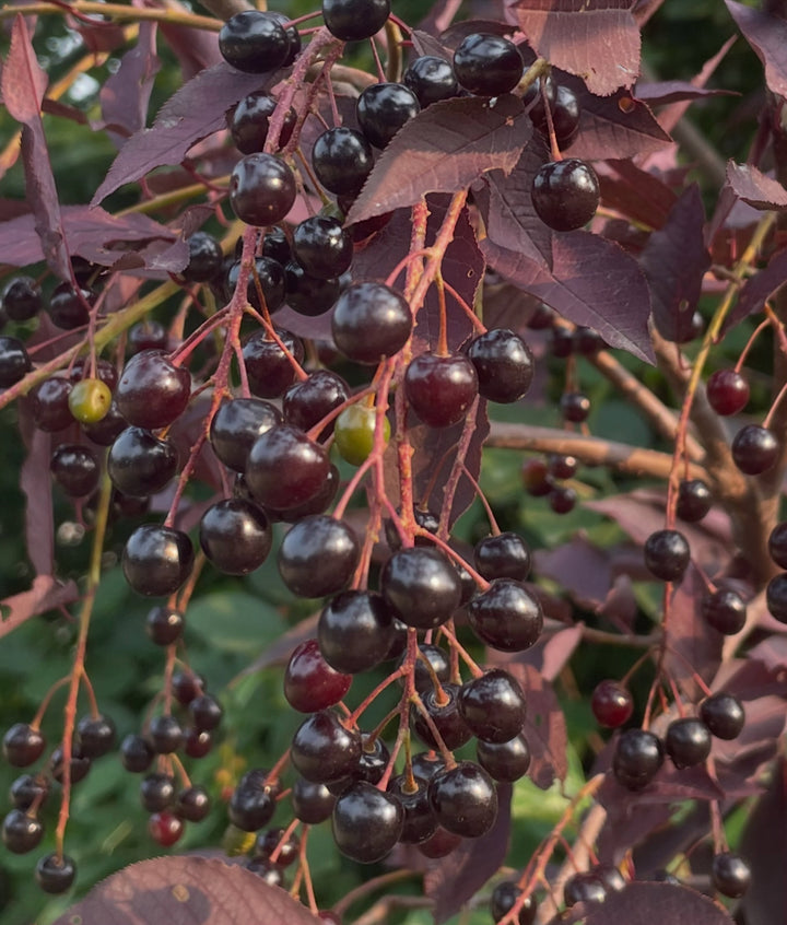 two red/purple leafed chokecherry selections, image 5 of 5