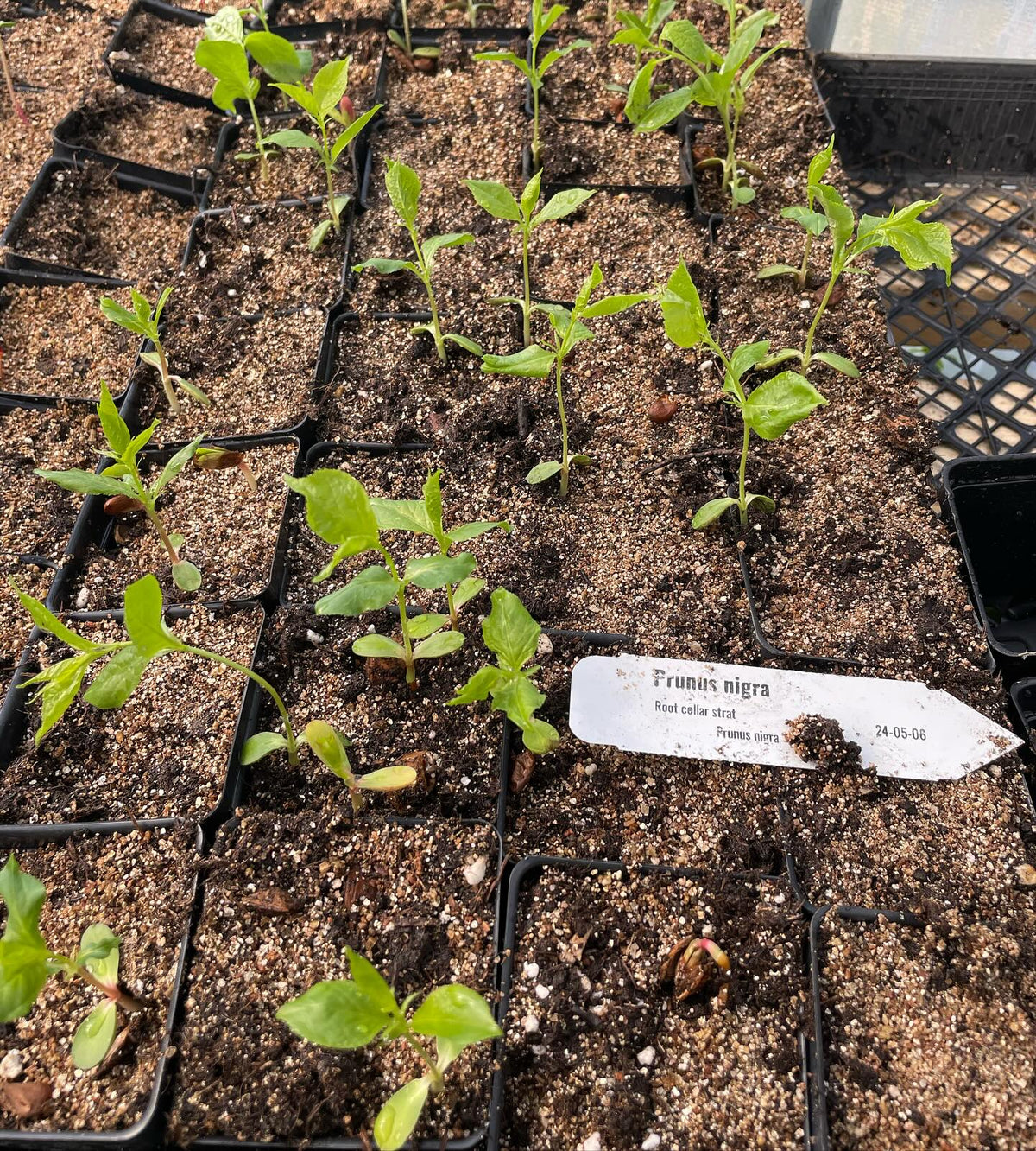 two trays of canada wild plum, the first one (and the one full of trees) started early may, and the second one started, image 1 of 2