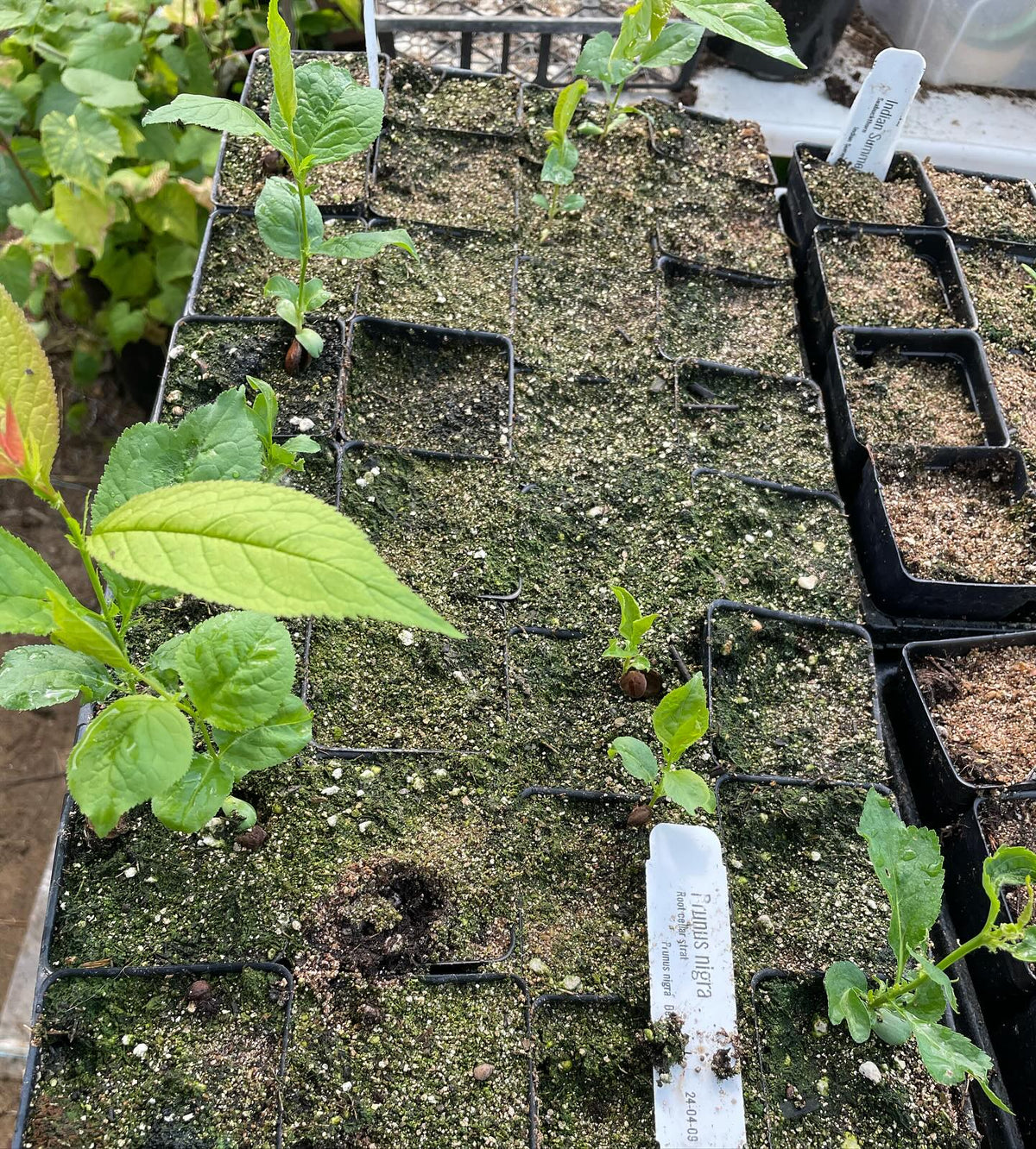 two trays of canada wild plum, the first one (and the one full of trees) started early may, and the second one started, image 2 of 2