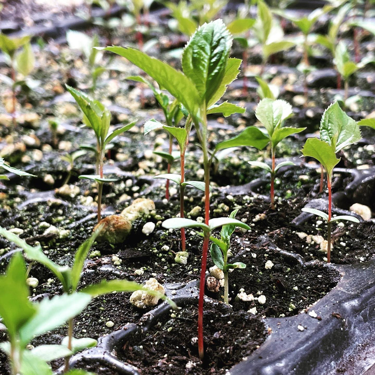 two weeks after germination Malus baccata var mandsuria #appletree #seedling