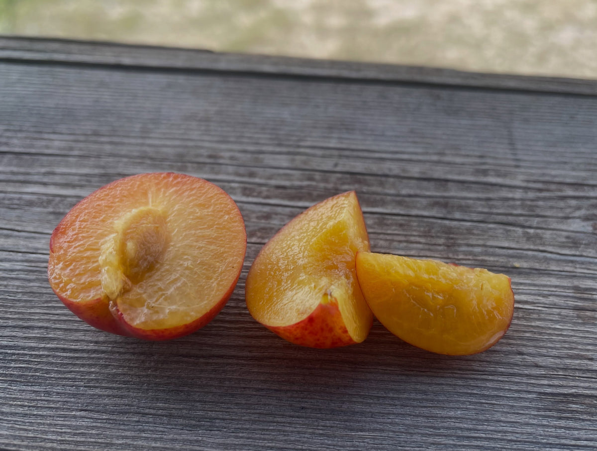 Underwood plum ripening in mid August, image 1 of 3