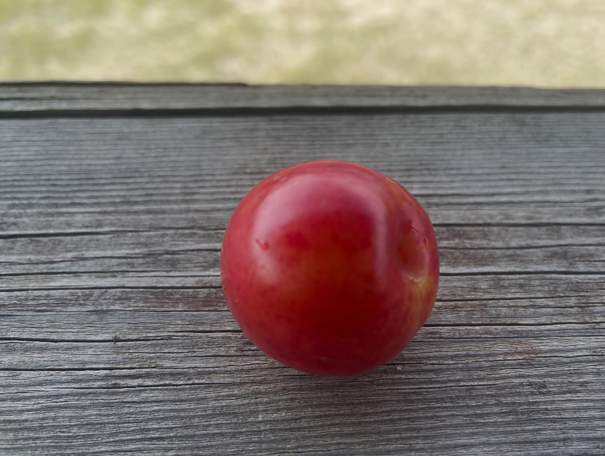 Underwood plum ripening in mid August, image 2 of 3