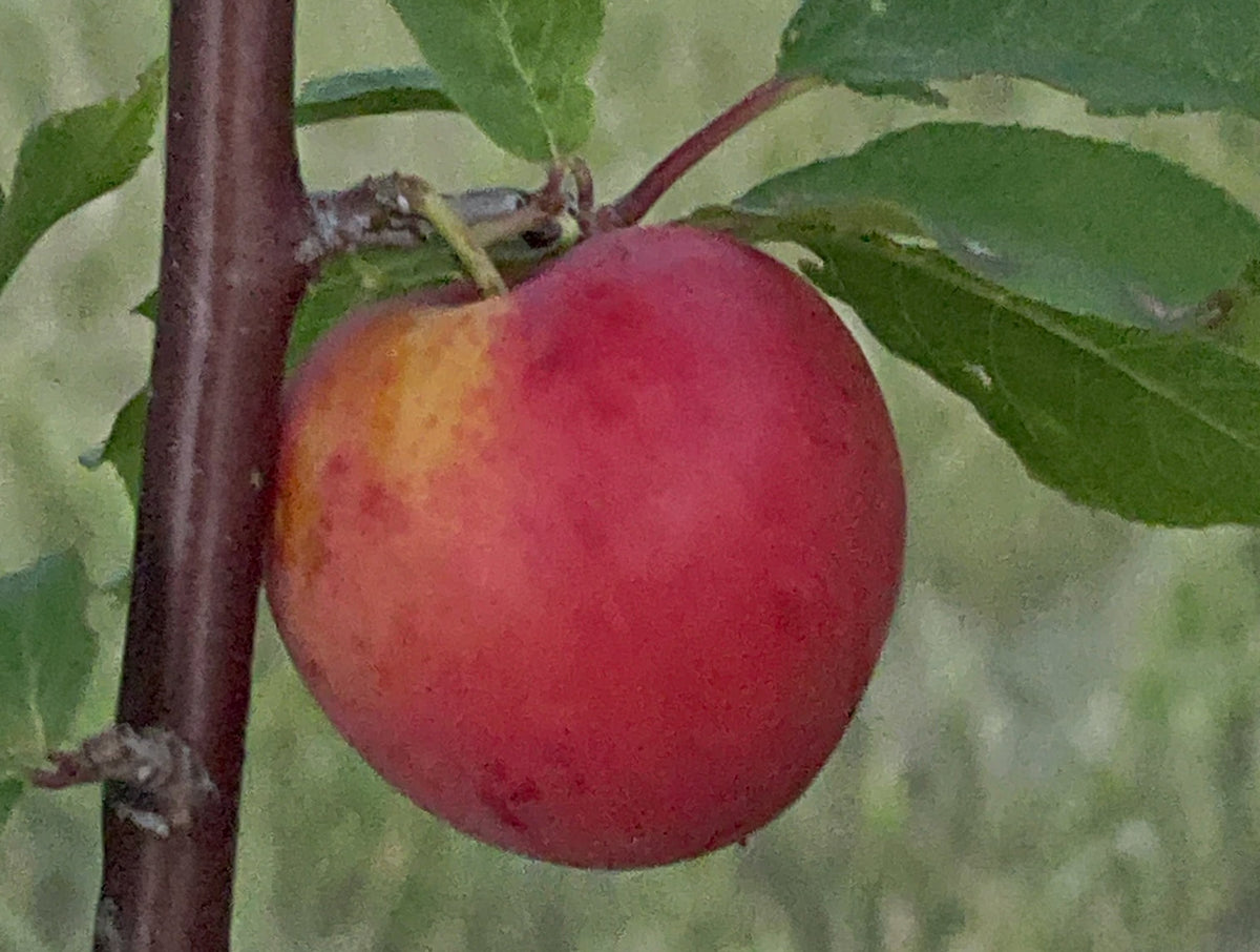 Underwood plum ripening in mid August, image 3 of 3